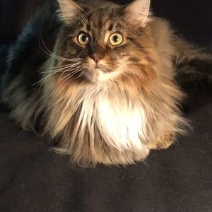 Meet your Posher, Beverly